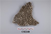 藏品(珊瑚化石)的圖片